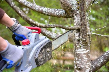 Franklin+Landscapers+-+Tree+Pruning+2-384w Franklin+Landscapers+-+Tree+Pruning+2-384w